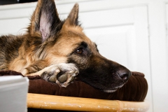 dog-boarding-1