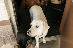 dog-boarding-2