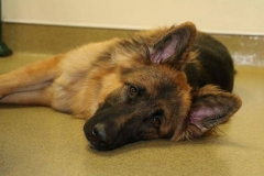 dog-boarding-3