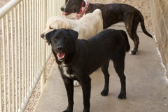 dog-daycare-1