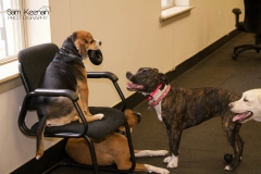 dog-daycare