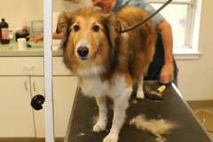 dog-grooming-1