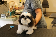dog-grooming-2