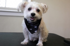 dog-grooming-2023-1