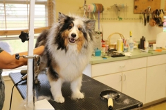 dog-grooming-3