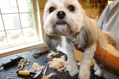 dog-grooming-4