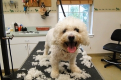 dog-grooming-5