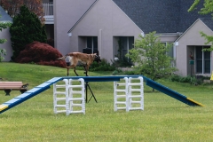 dog-training-4