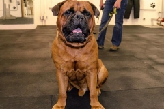 dog-training-5