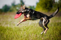 dog-training-main