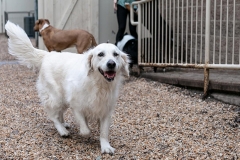 doggie-daycare-2023-1