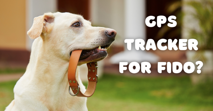 Should I Get a GPS Tracker for My Canine?