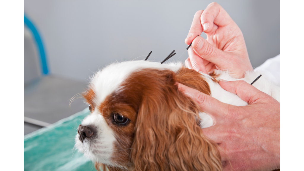 Everything You Need to Know About Dog Acupuncture - Canine Country