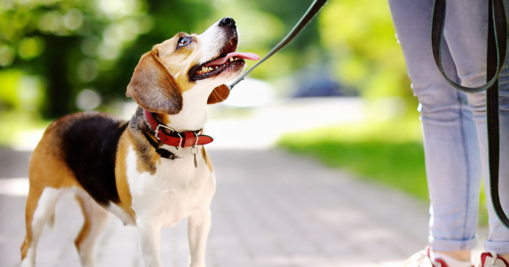 Should I Get a GPS Tracker for My Canine?