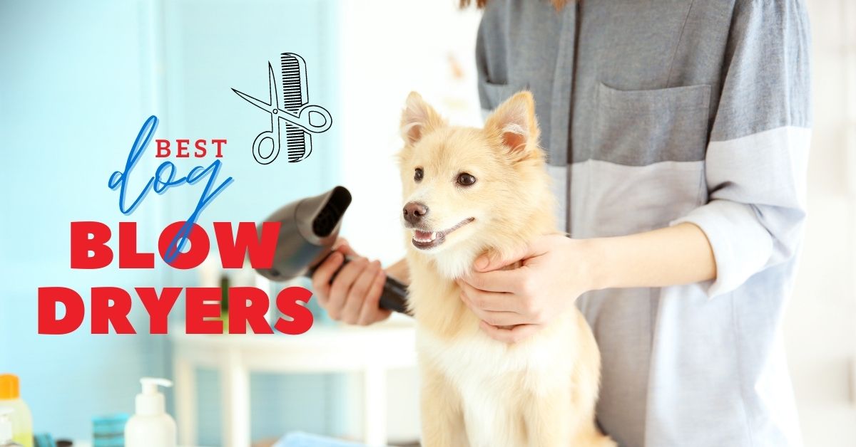 2021 Best Dog Blow Dryers Canine Country