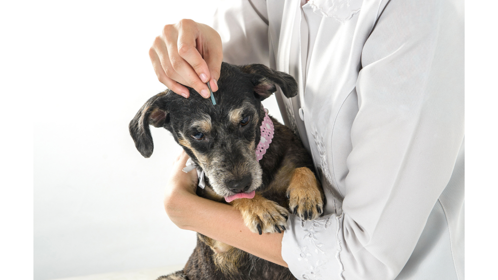 Everything You Need to Know About Dog Acupuncture - Canine Country