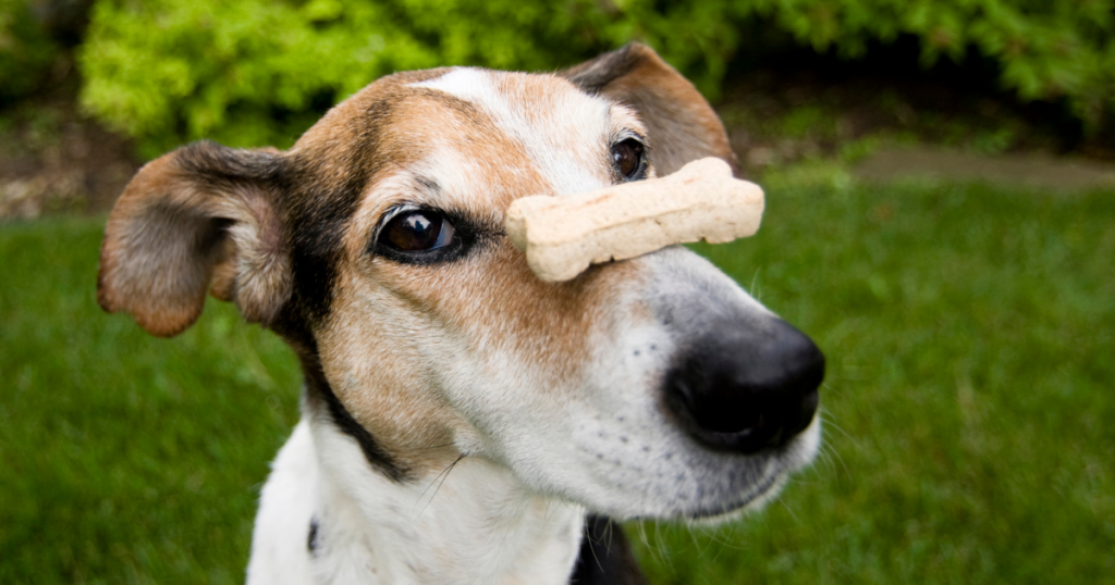 Homemade Treats for Dogs with Sensitive Stomachs