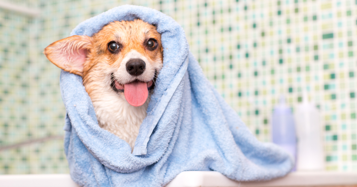 Curated How Often Should I Clean My Dog S Ears Picture Idea