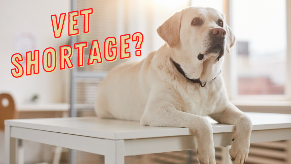Bringing Attention to the Veterinary Shortage Canine Country