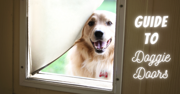 A Full Guide on Dog Doors