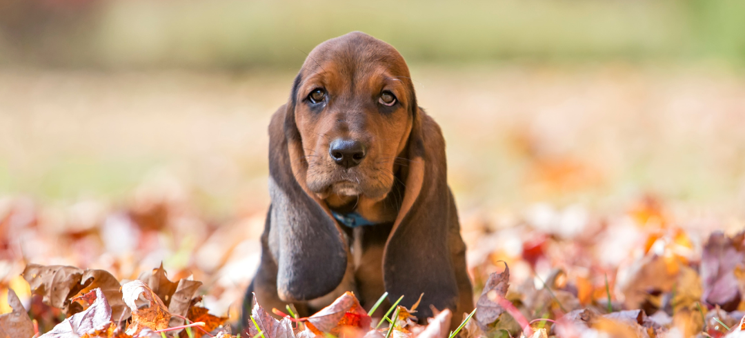 The Most Calming Dog Breeds