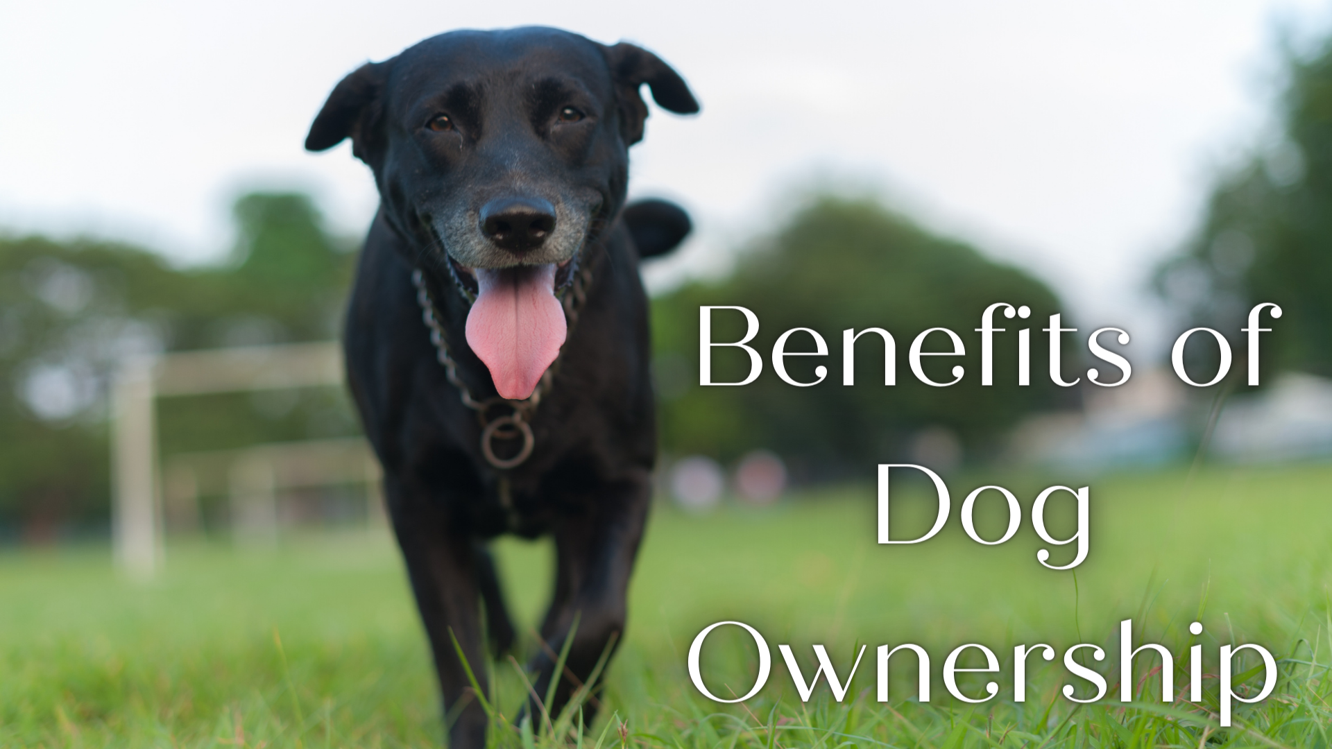 Benefits of Owning a Dog Canine Country