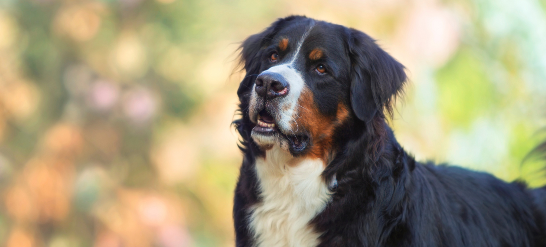 The Most Calming Dog Breeds