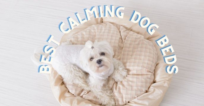 Best Calming Dog Beds 2021
