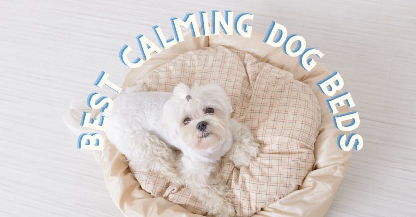 Best Calming Dog Beds 2021
