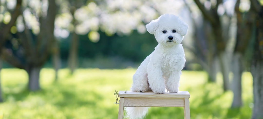 The Most Calming Dog Breeds