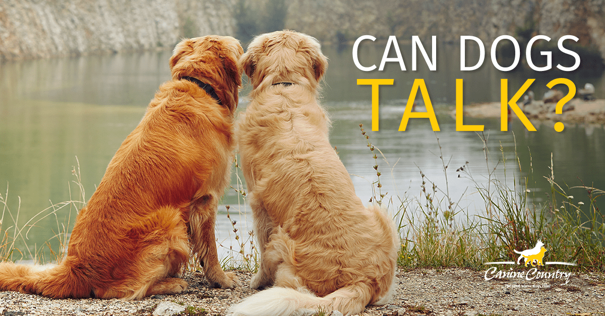 Can Dogs Talk to Each Other? - Canine Country