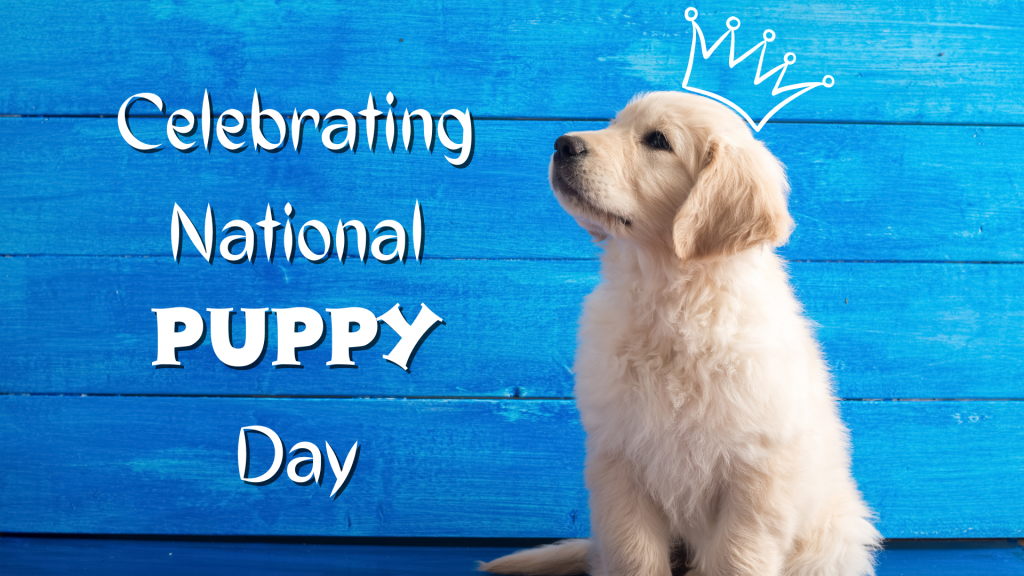 https://caninecountry.org/wp-content/uploads/celebrating-national-puppy-day-1024x576.png