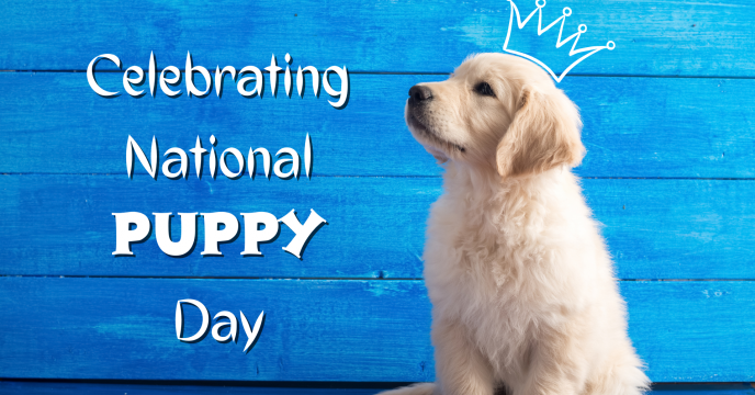 Celebrating National Puppy Day