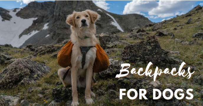 Check Out These Backpacks for Your Dog