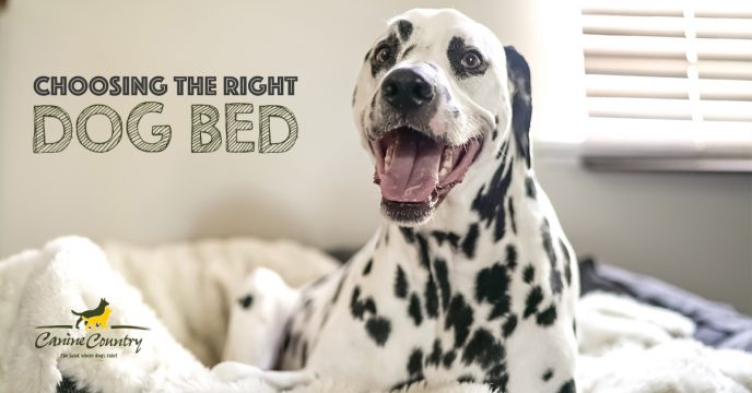 Choosing the Right Dog Bed