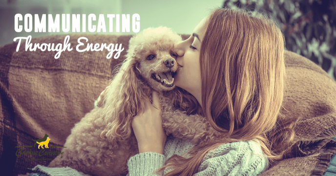 communicating with your dog through energy