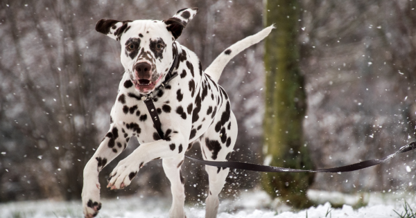 The History of Dalmatians as Firehouse Dogs