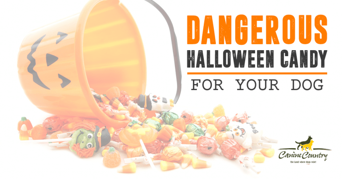 dangerous halloween candy for your dog