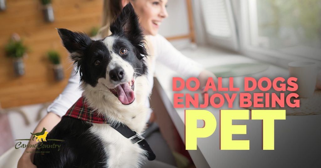 Do All Dogs Enjoy Being Pet? Canine Country