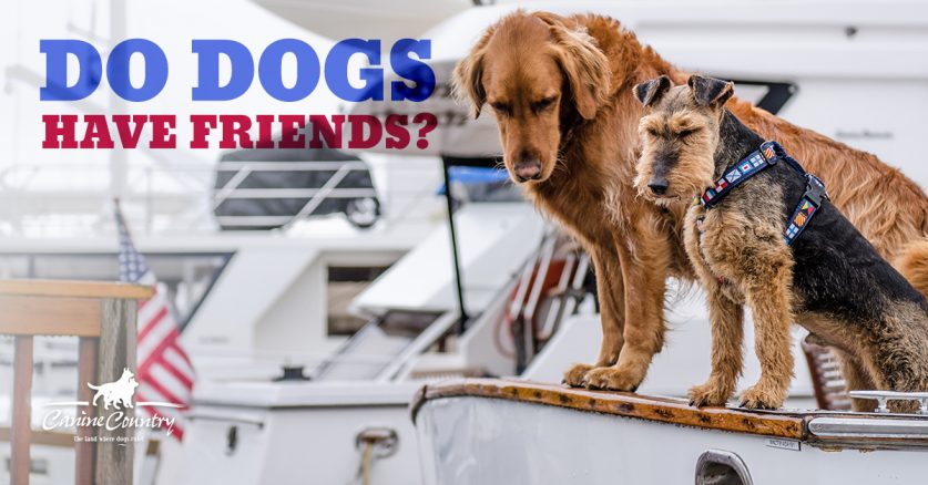 Do dogs have friends?