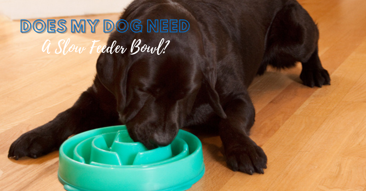 Does My Dog Need A Slow Feeder Bowl? - Canine Country