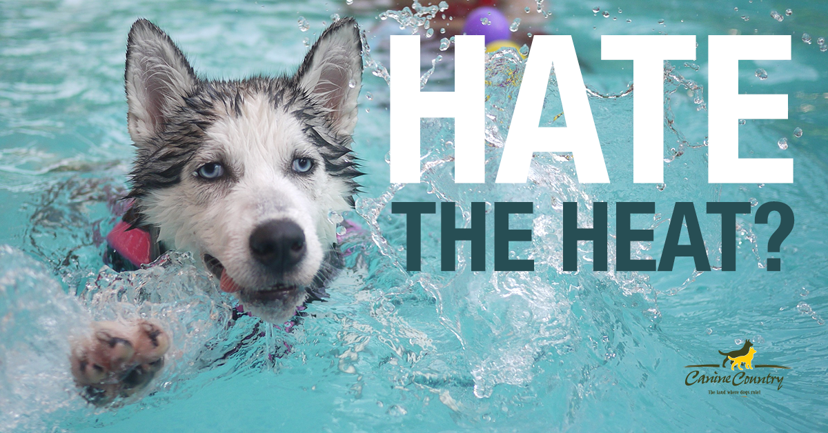 do huskies hate heat