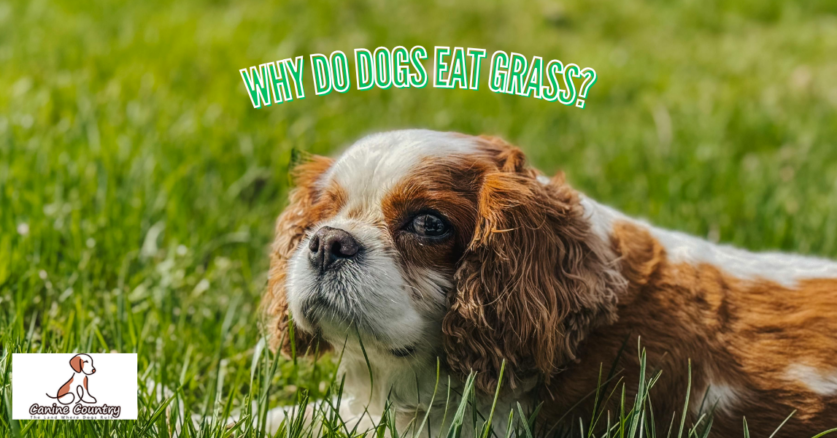 Why Do Dogs Eat Grass?