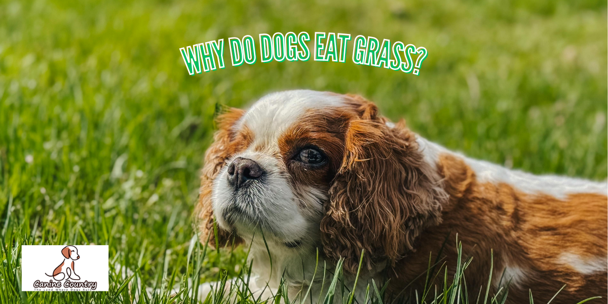 Why Do Dogs Eat Grass? - Canine Country
