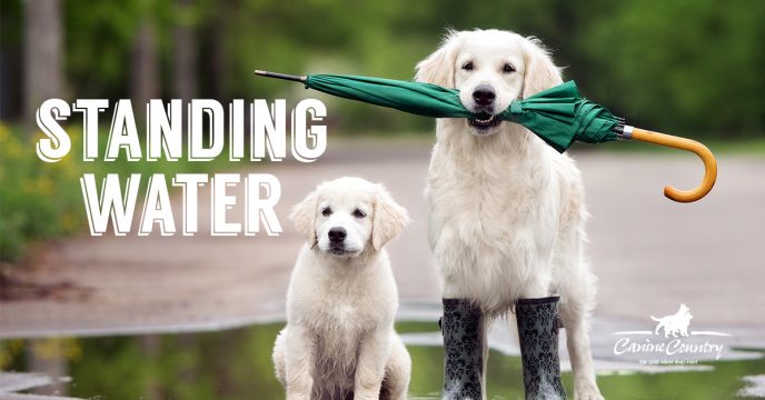 Don't Let Your Dog Drink Standing Water