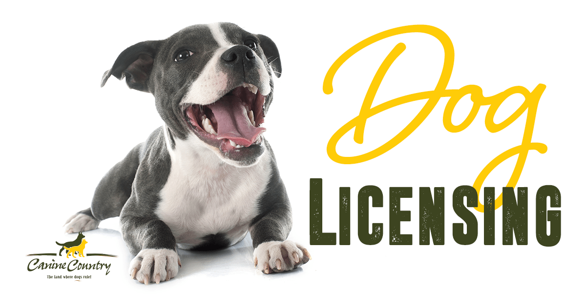 do you have to get your dog licensed