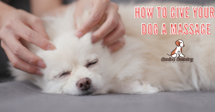 How to Give Your Dog a Massage