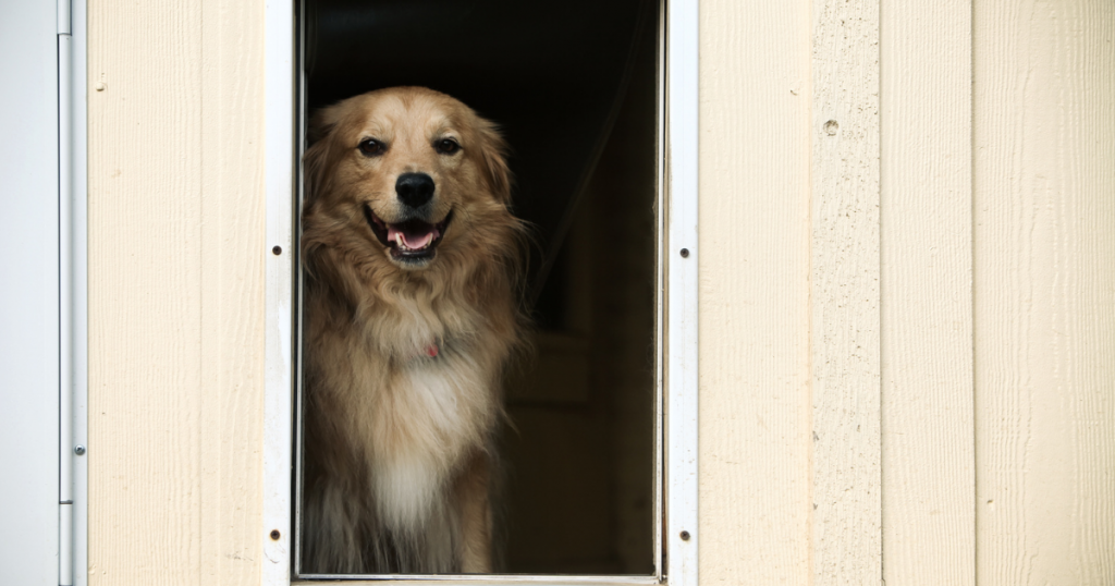 A Full Guide on Dog Doors