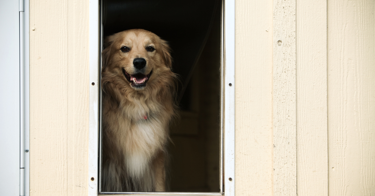 A Full Guide on Dog Doors Canine Country