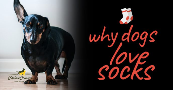 Why Dogs Love Socks